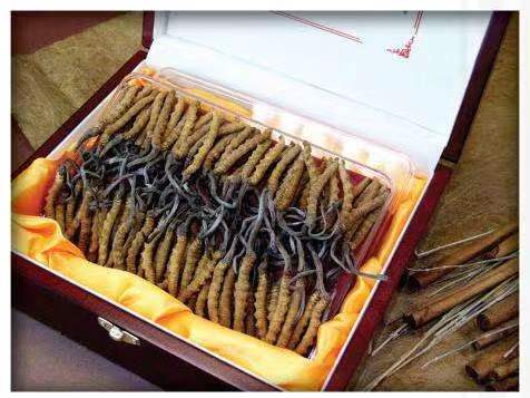 宽城冬虫夏草回收